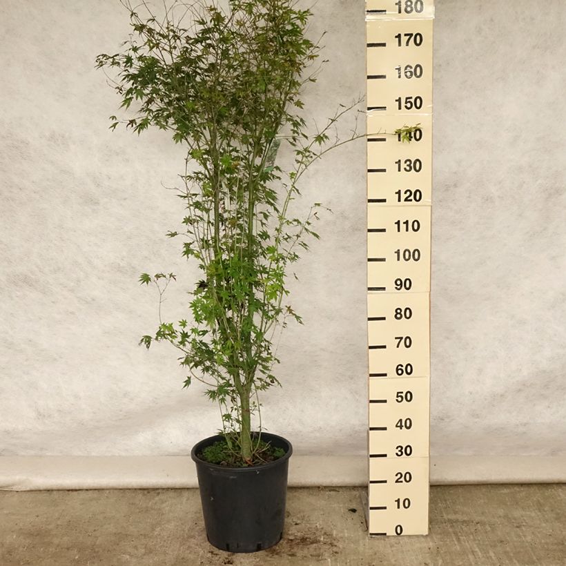 Esemplare di Acer palmatum - Acero giapponese Vaso da 20L/25L consegnato in estate
