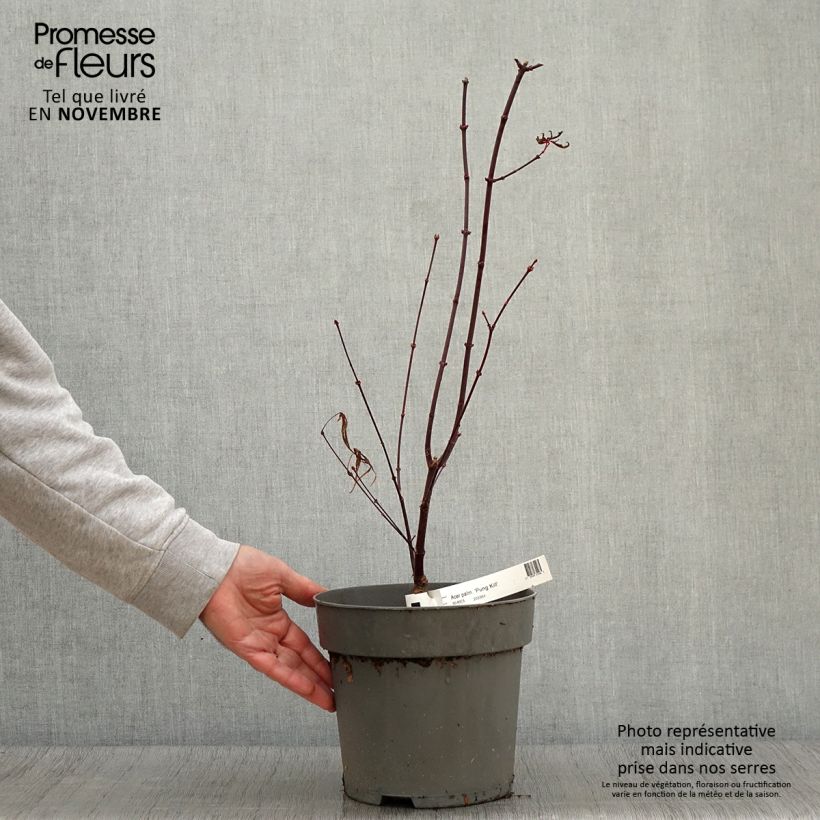 Esemplare di Acer palmatum Pung Kill - Acero giapponese Vaso da 4L/5L come consegnato in autunno