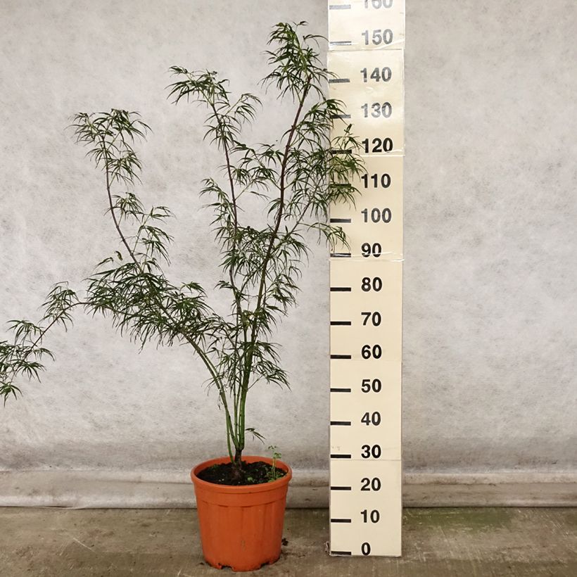 Esemplare di Acer palmatum Red Pygmy - Acero giapponese Vaso da 12L/15L come consegnato in autunno