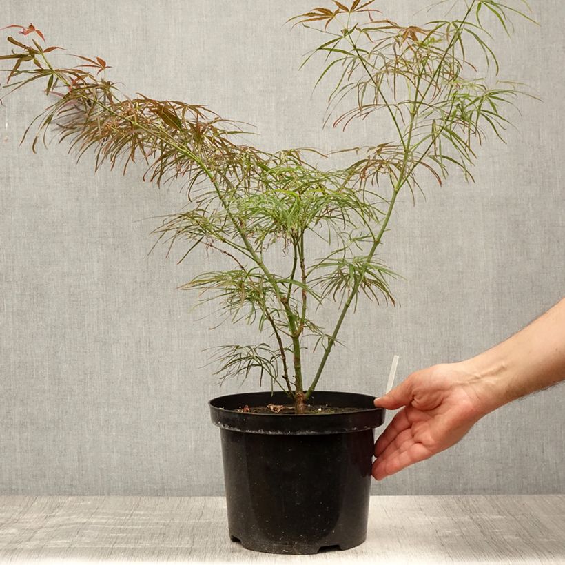 Esemplare di Acer palmatum Red Pygmy - Acero giapponese Vaso da 4L/5L consegnato in estate