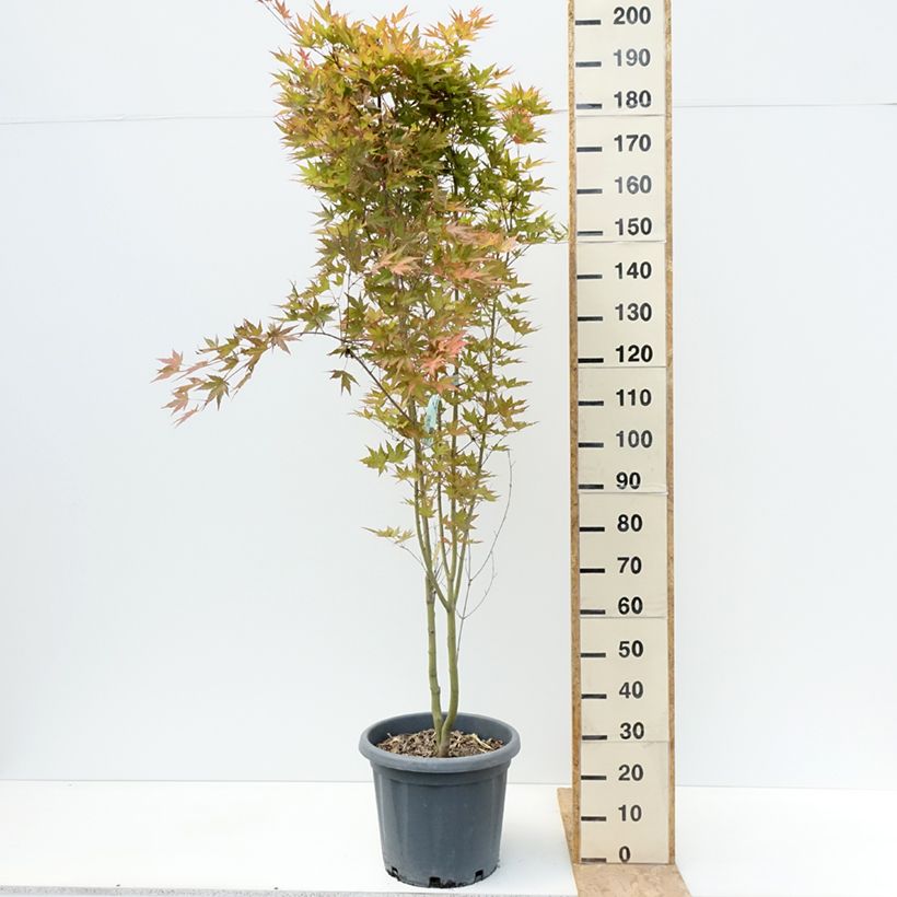 Esemplare di Acer palmatum Redwine - Acero giapponese Vaso da 20L/25L consegnato in estate