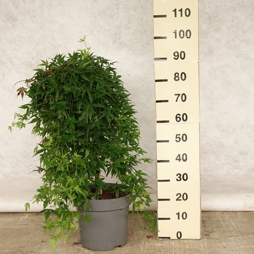 Esemplare di Acer palmatum Ryusen - Acero giapponese Vaso da 12L/15L consegnato in estate