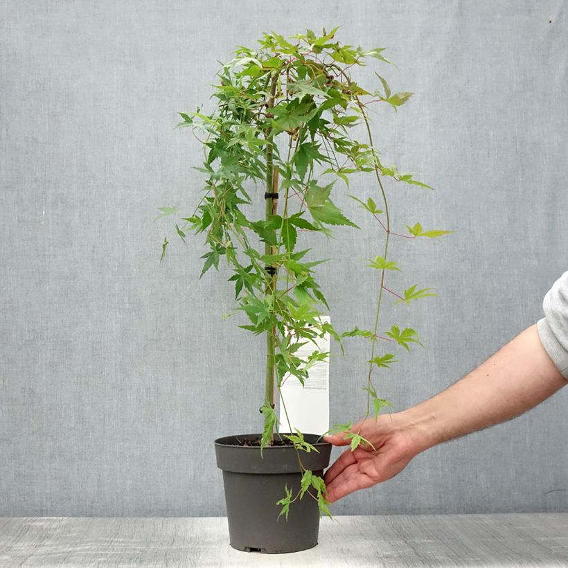 Esemplare di Acer palmatum Ryusen - Acero giapponese Vaso da 3L/4L consegnato in estate