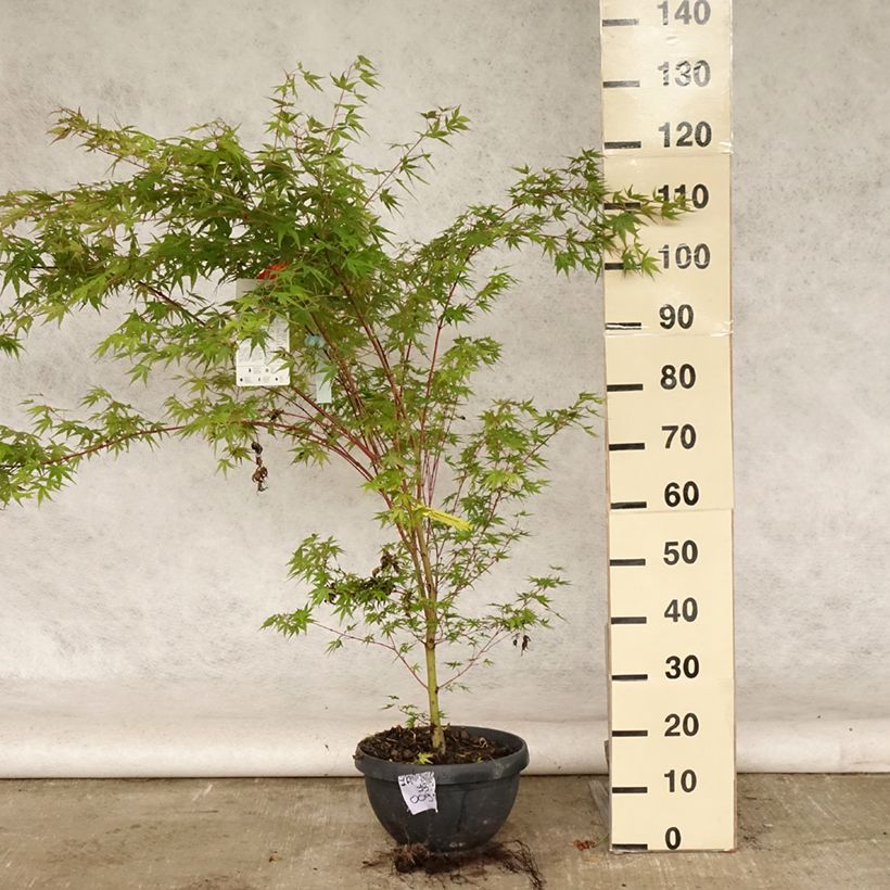 Esemplare di Acer palmatum Sangokaku - Acero giapponese Vaso da 6L/7L consegnato in estate