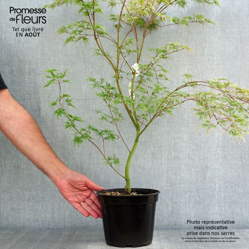 Esemplare di Acer palmatum Seiryu - Acero giapponese Vaso da 3L/4L consegnato in estate