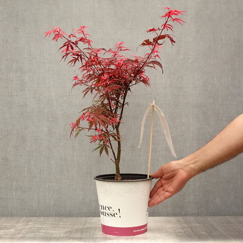 Esemplare di Acer palmatum Shaina - Acero giapponese Vaso da 3L/4L consegnato in estate