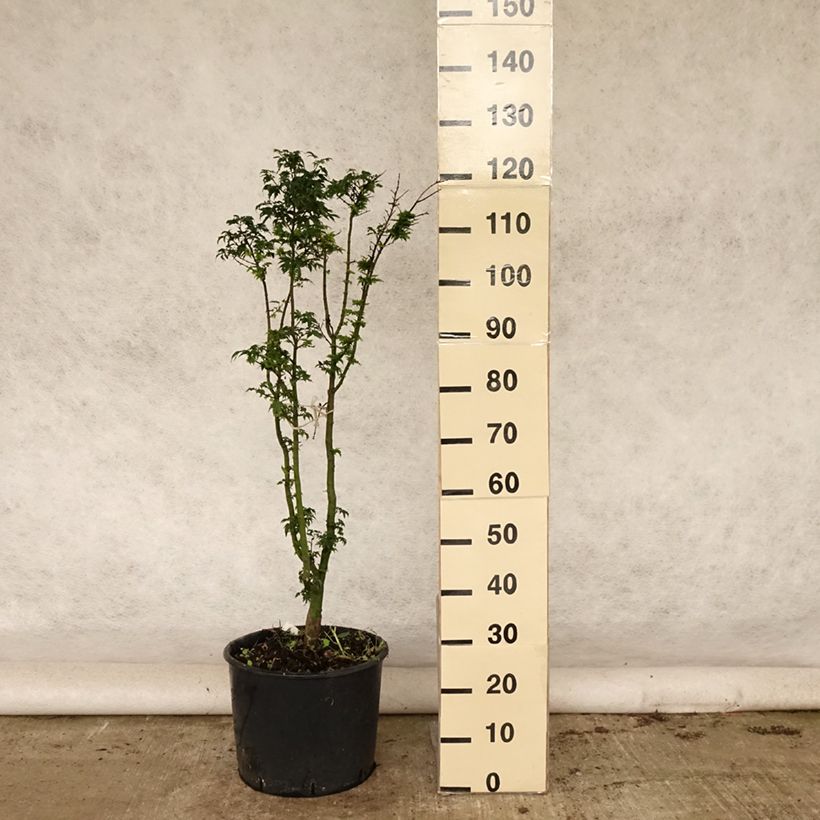Esemplare di Acer palmatum Shishigashira - Acero giapponese Vaso da 18L/20L consegnato in estate