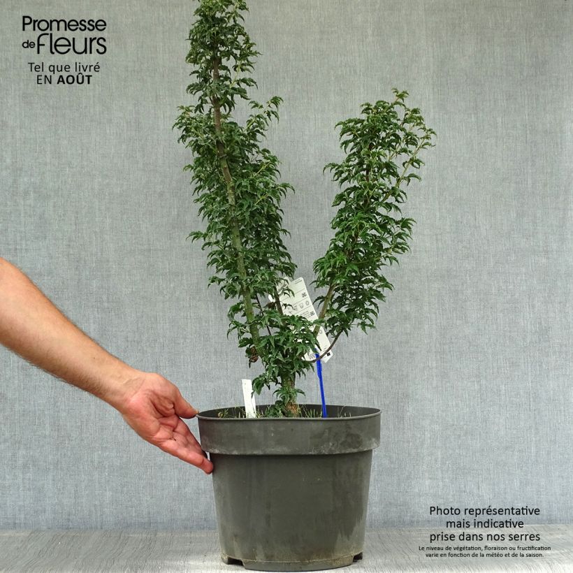Esemplare di Acer palmatum Shishigashira - Acero giapponese Vaso da 7,5L/10L consegnato in estate