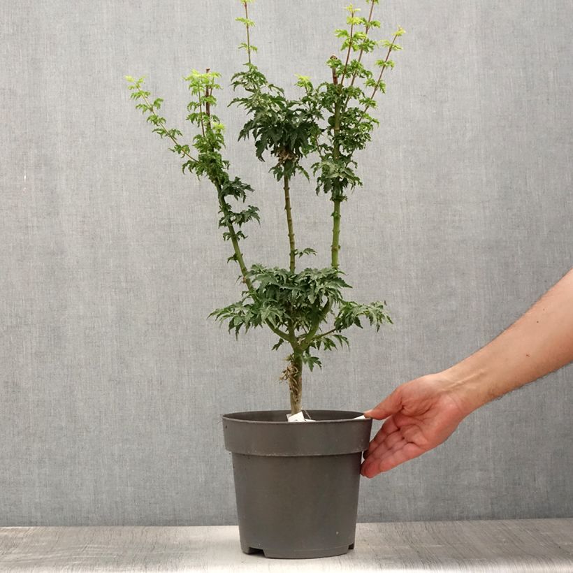 Esemplare di Acer palmatum Shishigashira - Acero giapponese Vaso da 3L/4L consegnato in estate
