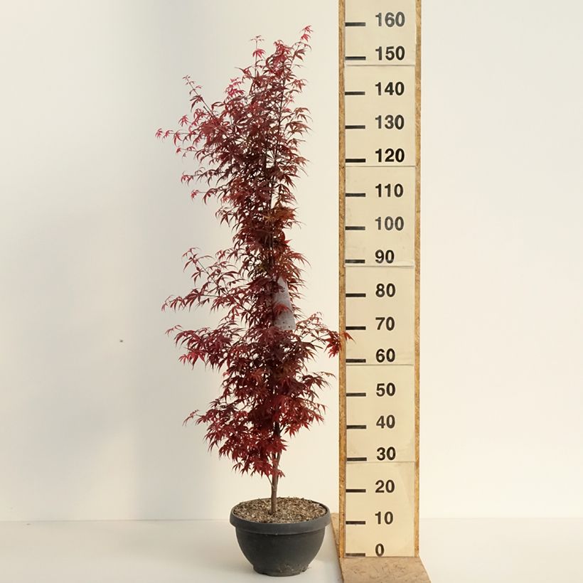 Acer palmatum Skeeter's Broom - Acero giapponese Ciotola da 7,5L/10L esemplare consegnato in primavera
