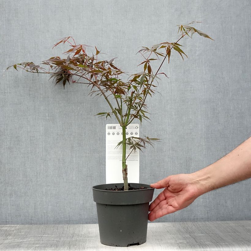 Esemplare di Acer palmatum Sumi-nagashi - Acero giapponese Vaso da 3L/4L consegnato in estate