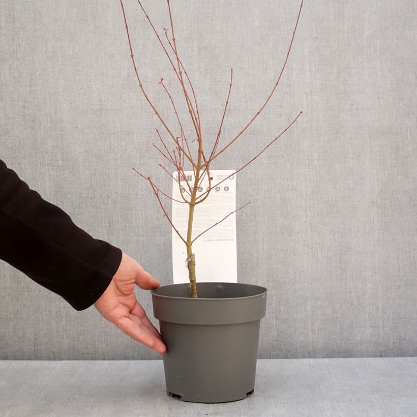Acer palmatum Taylor - Acero giapponese Vaso da 3L/4LAltezza consegnata circa 40/45cm esemplare consegnato in inverno