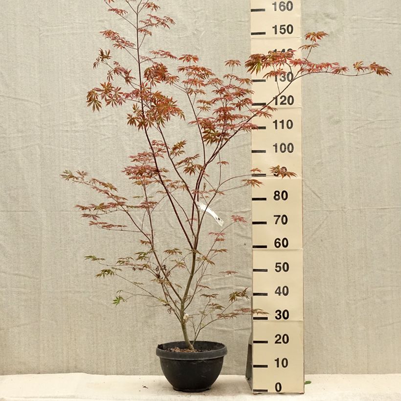 Esemplare di Acer palmatum Trompenburg - Acero giapponese Vaso da 6L/7L consegnato in estate