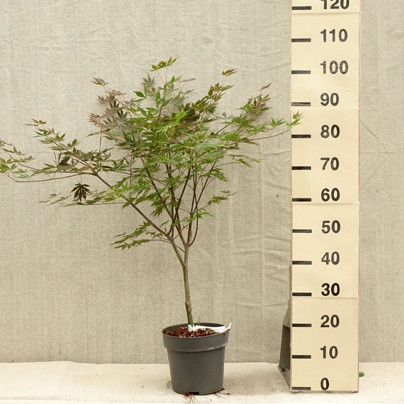 Esemplare di Acer palmatum Trompenburg - Acero giapponese Vaso da 3L/4L consegnato in estate