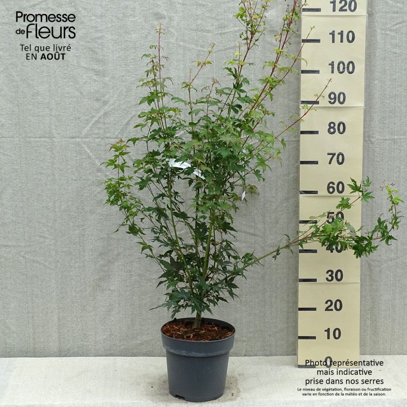 Esemplare di Acer palmatum Tsukasa Silhouette - Acero giapponese Vaso da 6L/7L consegnato in estate