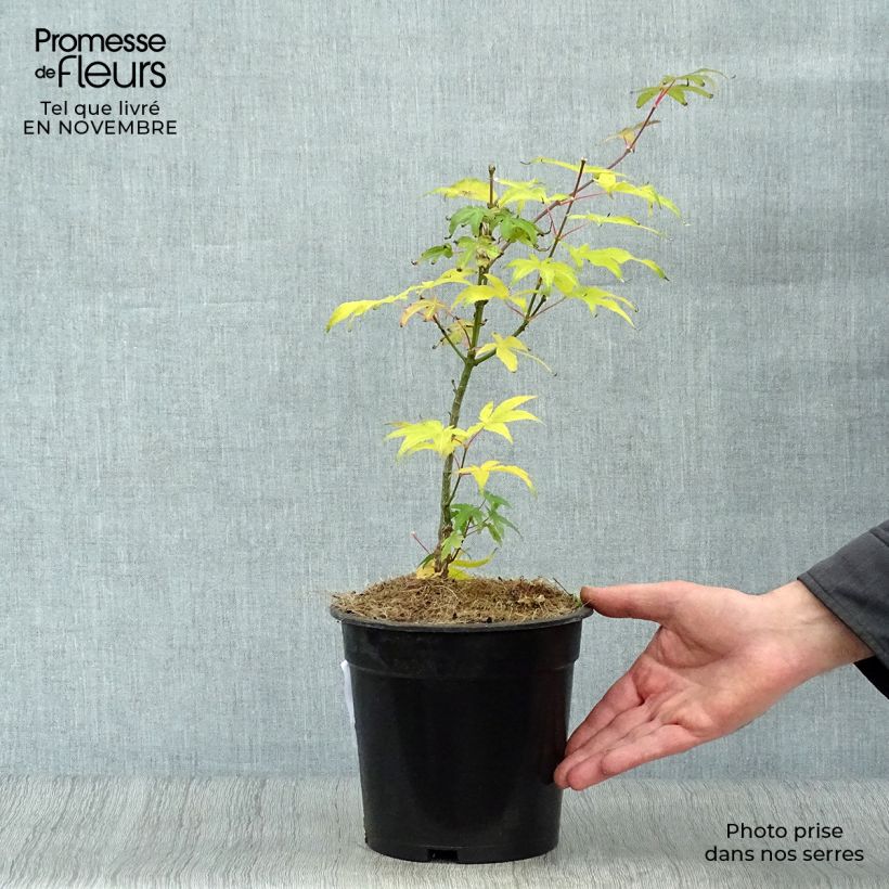 Esemplare di Acer palmatum Ukigumo - Acero giapponese Vaso da 3L/4L come consegnato in autunno