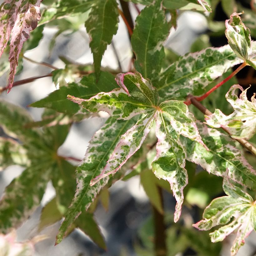 Acer palmatum Ukigumo - Acero giapponese (Fogliame)