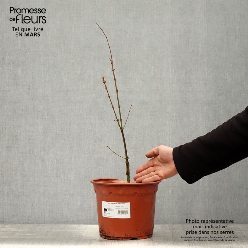 Acer palmatum Ukigumo - Acero giapponese Vaso da 3L/4L esemplare consegnato in primavera