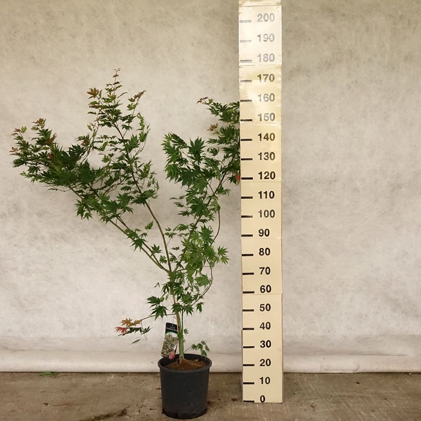 Esemplare di Acer pseudosieboldianum North Wind Vaso da 12L/15L consegnato in estate