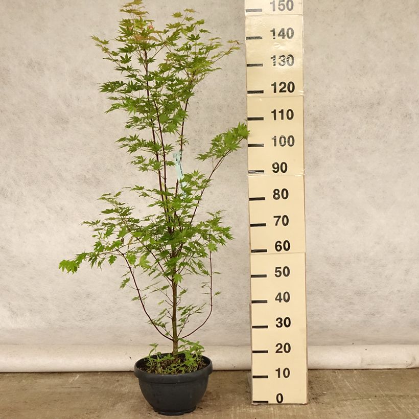 Esemplare di Acer shirasawanum Jordan - Acero giapponese Ciotola da 7,5L/10L consegnato in estate
