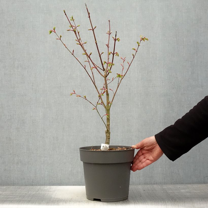 Acer shirasawanum Moonrise - Acero giapponese Vaso da 6L/7L esemplare consegnato in primavera