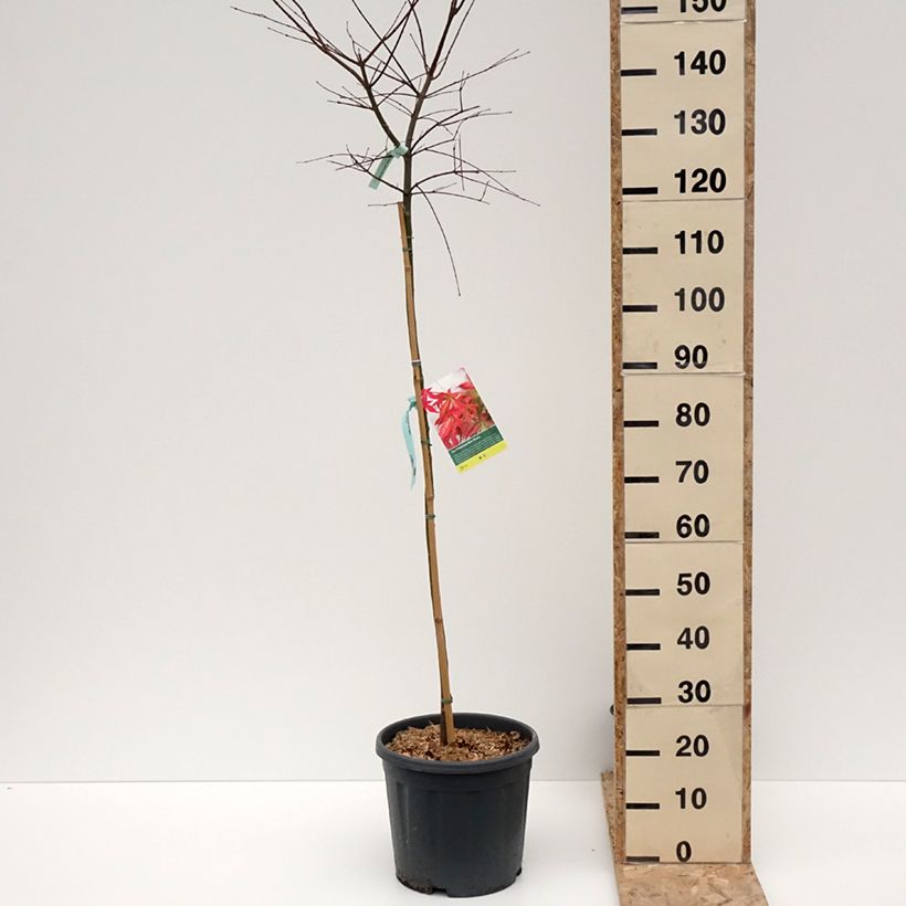 Acer palmatum Beni Maiko - Acero giapponese Vaso da 12L/15L esemplare consegnato in inverno