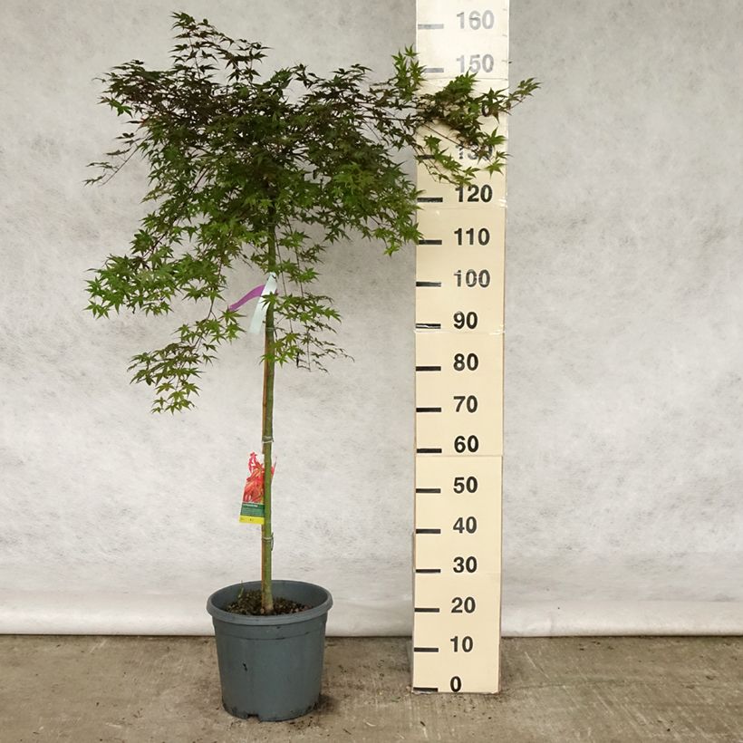 Acer palmatum Beni Maiko - Acero giapponese Vaso da 12L/15LAltezza consegnata circa 100/+cm esemplare consegnato in primavera