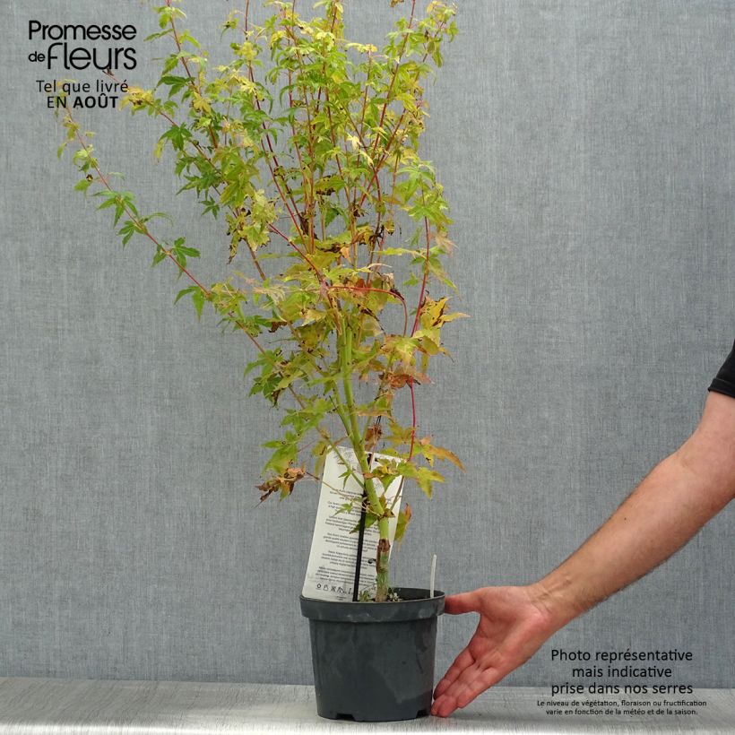 Esemplare di Acer palmatum Bi Hoo - Acero giapponese Vaso da 2L/3L consegnato in estate