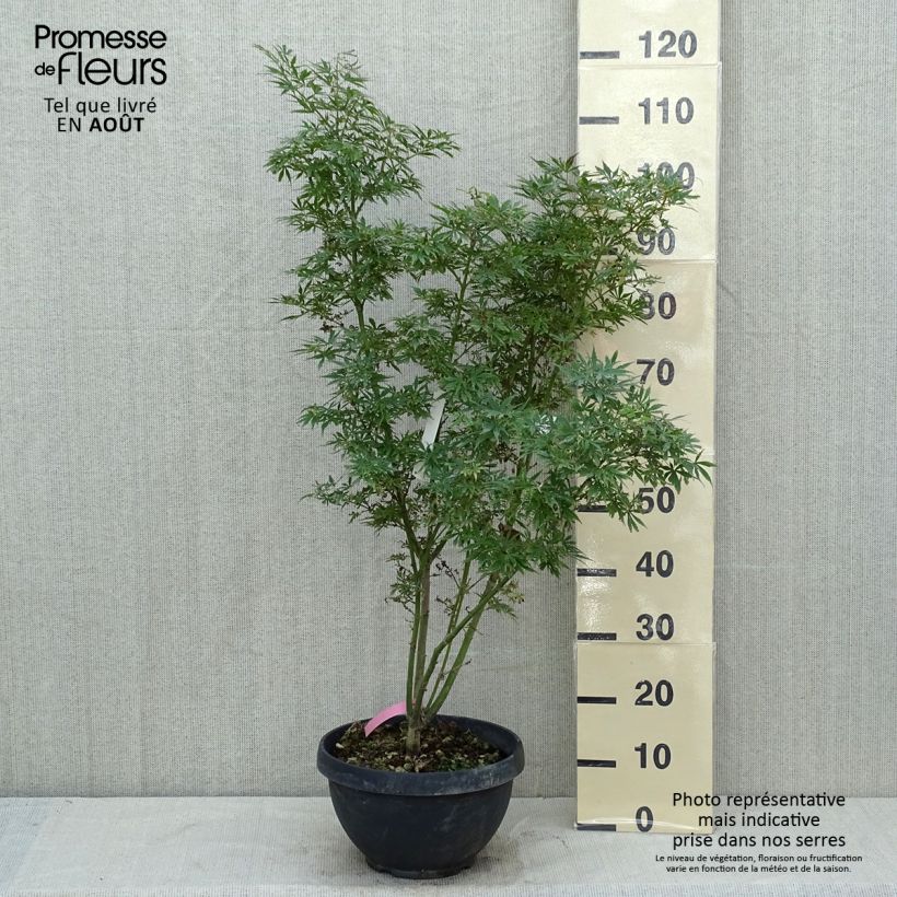 Esemplare di Acer palmatum Jerre Schwartz - Acero giapponese Ciotola da 7,5L/10L consegnato in estate