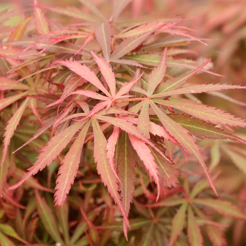 Acer palmatum Jerre Schwartz - Acero giapponese (Fogliame)