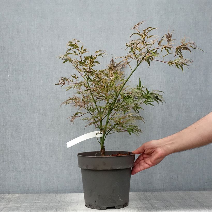 Esemplare di Acer palmatum Manyo-No-Sato - Acero giapponese Vaso da 4L/5L consegnato in estate