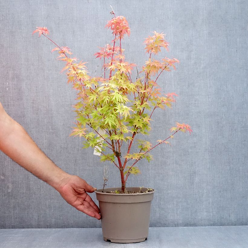 Esemplare di Acer palmatum Red Wood - Acero giapponese Vaso da 4L/5L consegnato in estate