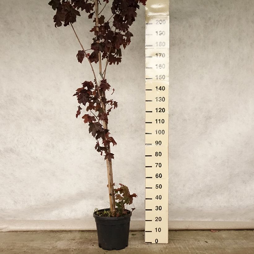 Esemplare di Acer platanoides Crimson King - Acero riccio rosso Vaso da 20L/25L consegnato in estate