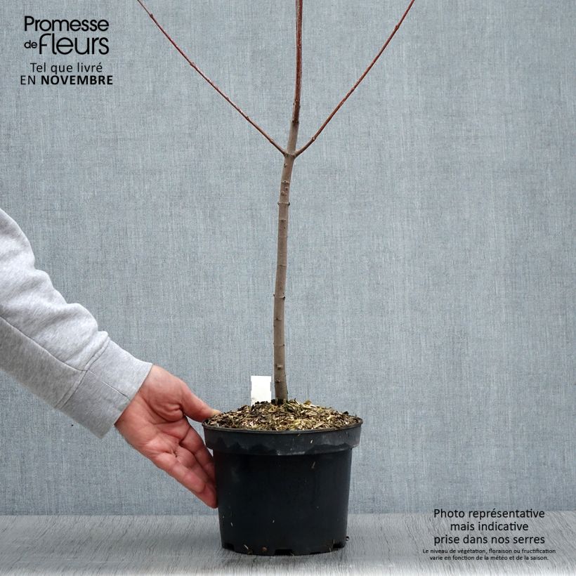 Esemplare di Acer rubrum - Acero Rosso Vaso da 3L/4L come consegnato in autunno
