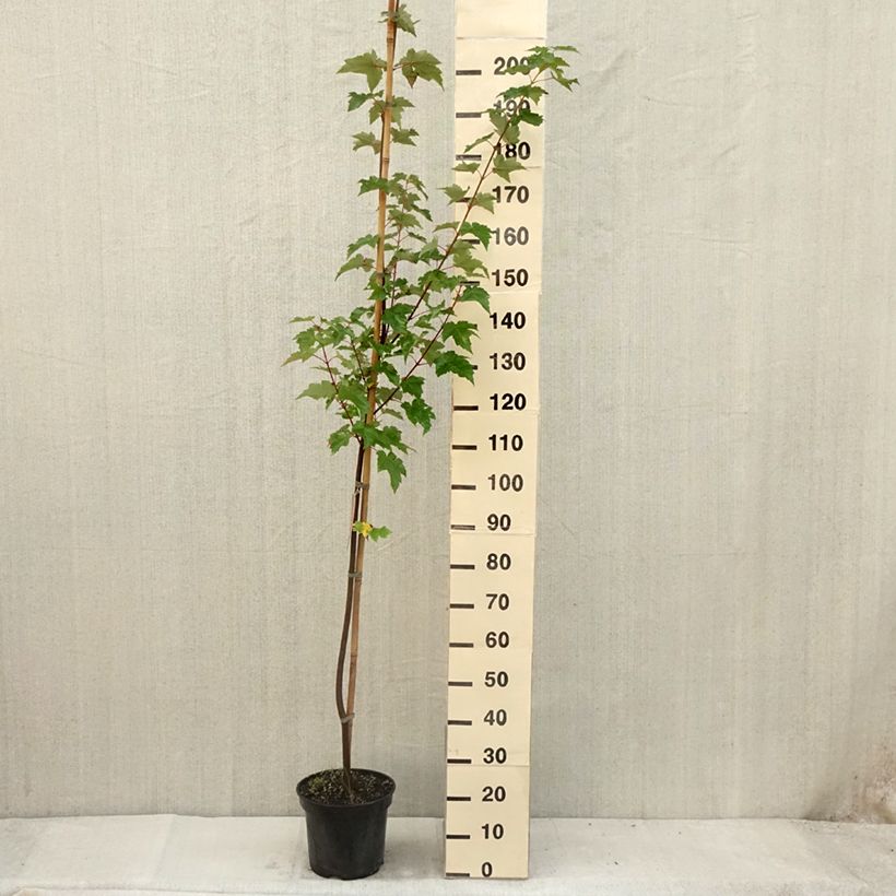 Esemplare di Acer rubrum - Acero Rosso Vaso da 7,5L/10L consegnato in estate