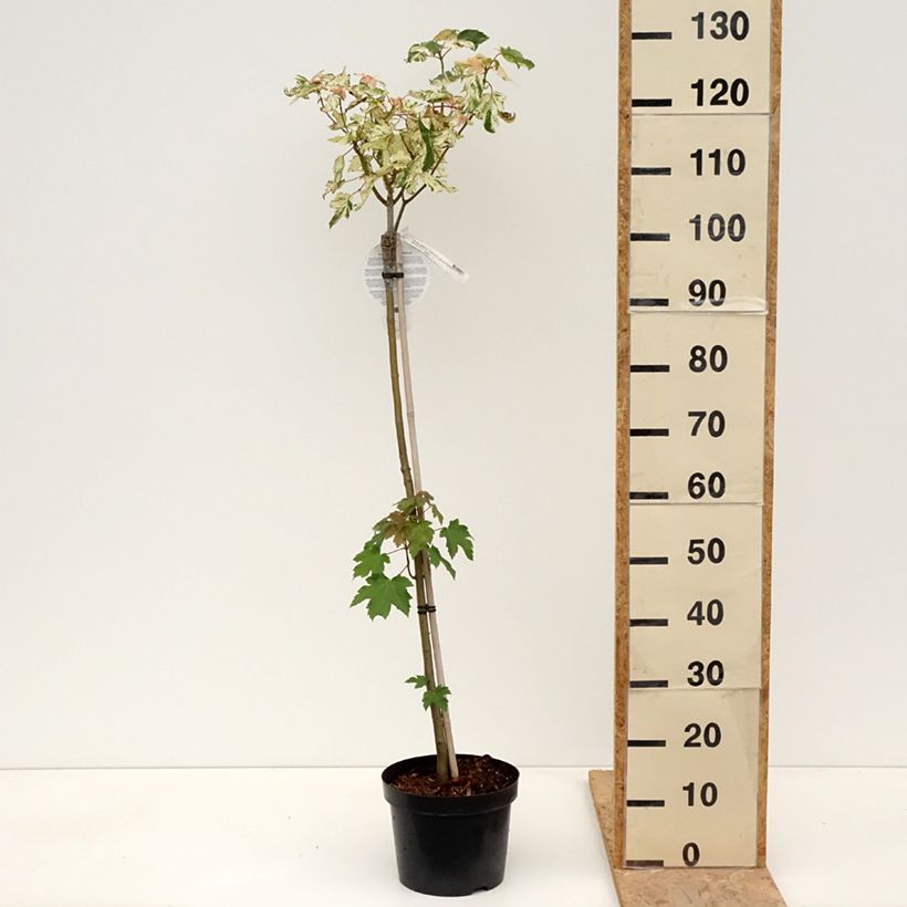 Acer pseudoplatanus Simon-Louis Frères Vaso da 4L/5L esemplare consegnato in primavera