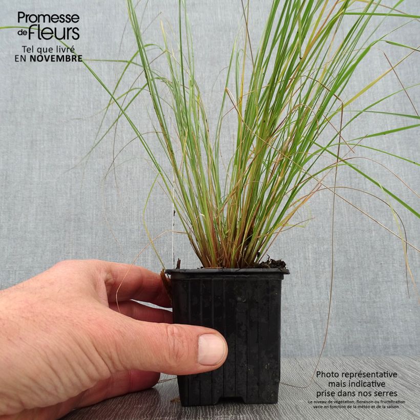 Esemplare di Eragrostis curvula - Panicella ricurva Vasetto da 8/9 cm come consegnato in autunno