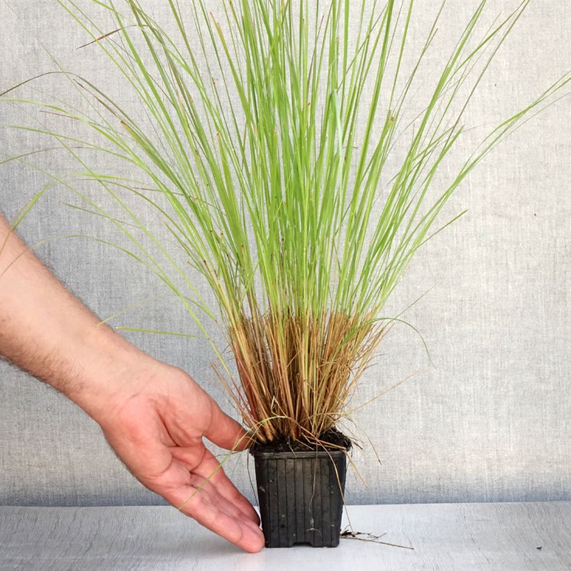 Esemplare di Eragrostis curvula - Panicella ricurva Vasetto da 8/9 cm consegnato in estate