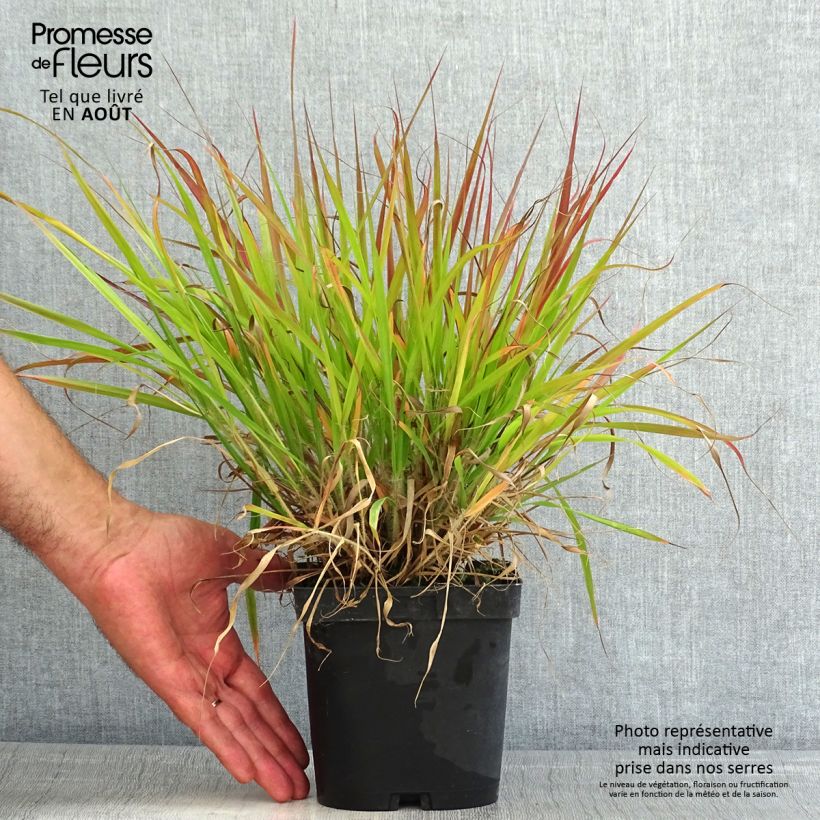 Esemplare di Eragrostis spectabilis Vaso da 1,5L/2L consegnato in estate