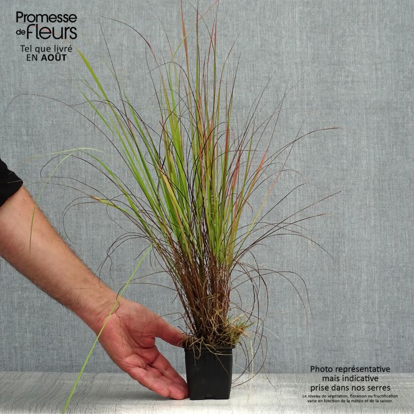 Esemplare di Eragrostis trichodes Vasetto da 8/9 cm consegnato in estate