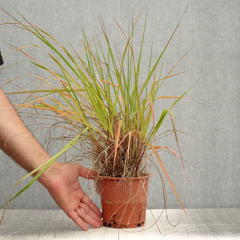 Esemplare di Eragrostis trichodes Vaso da 1L/1,5L consegnato in estate