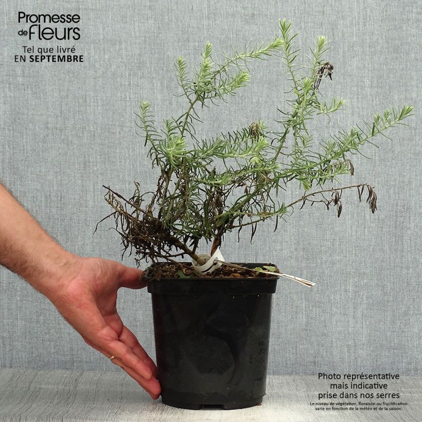 Esemplare di Eremophila caerulea nivea Beryl's Blue Vaso da 3L/4L come consegnato in autunno