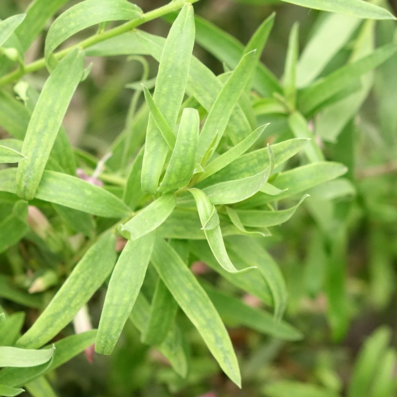 Eremophila laanii (Fogliame)
