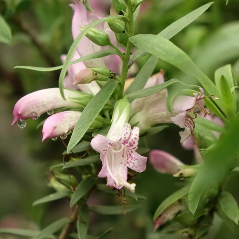 Eremophila laanii (Fioritura)