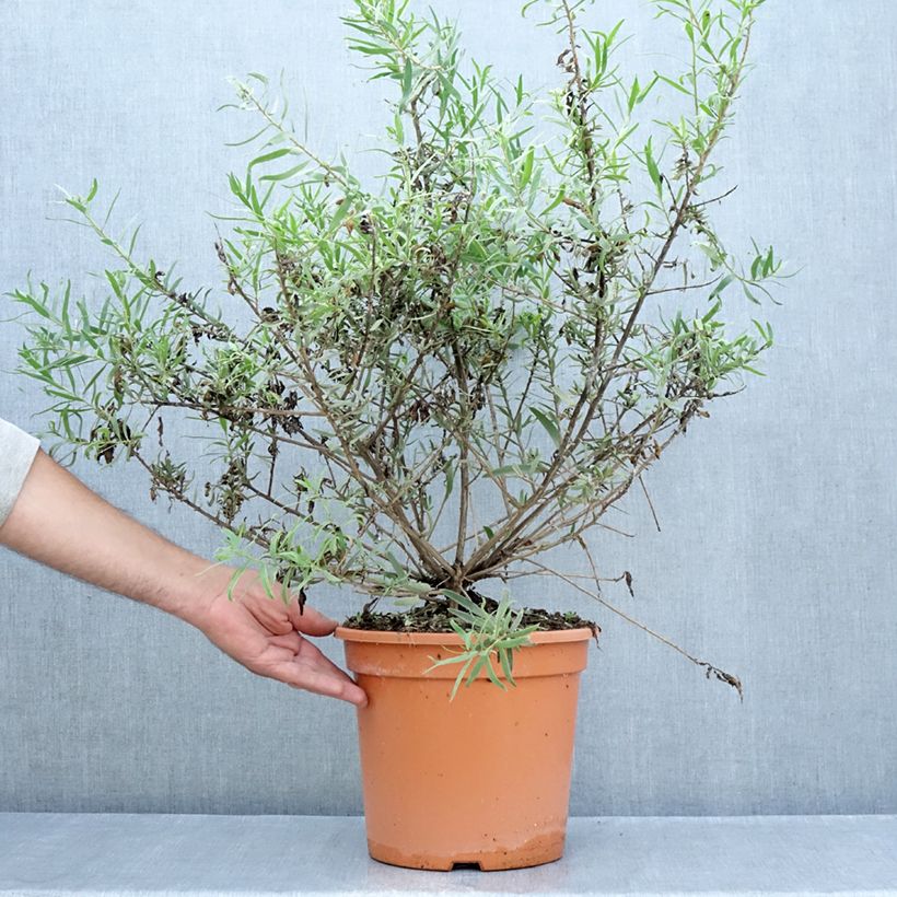 Esemplare di Eremophila laanii Vaso da 7,5L/10L consegnato in estate