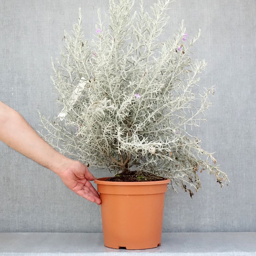 Eremophila nivea - Eremophile soyeuse Pot de 7.5L/10L esemplare consegnato in primavera