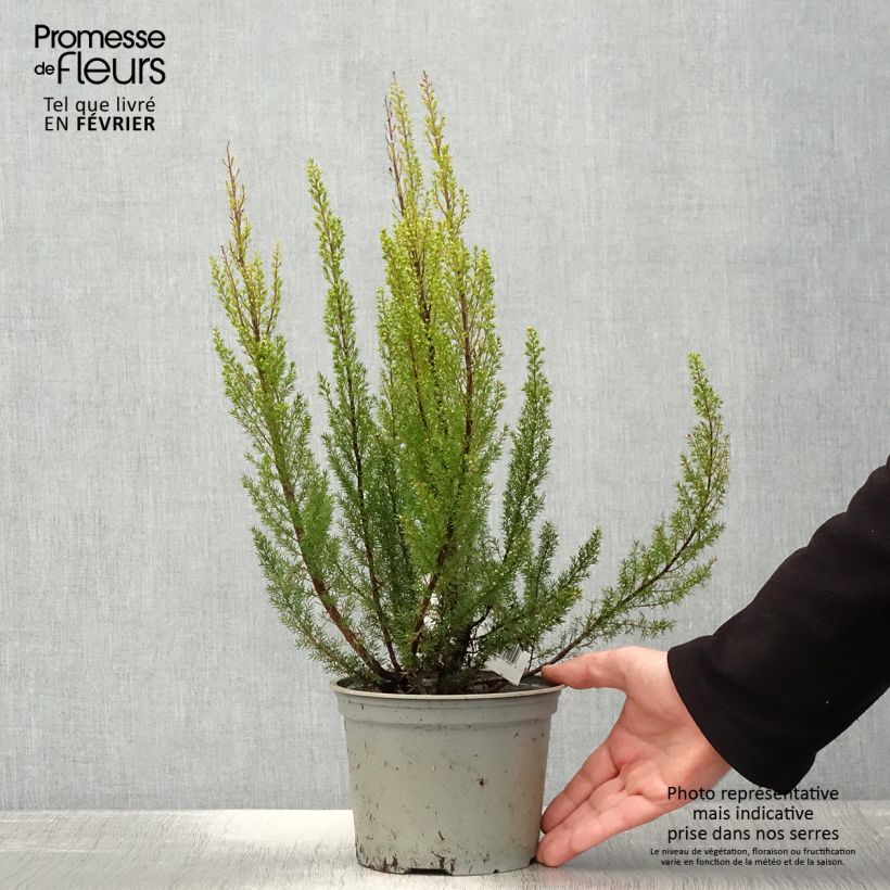 Erica arborea Alpina Vaso da 2L/3L esemplare consegnato in inverno