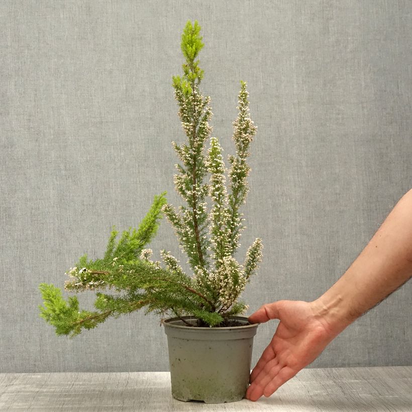 Erica arborea Alpina - Bruyère arborescente - Pot de 2L/3L esemplare consegnato in primavera
