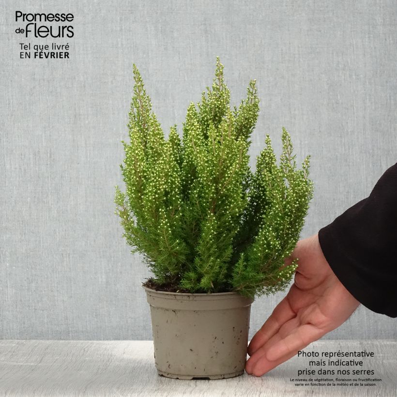 Erica arborea Estrella Gold - Bruyère arborescente - Pot de 1L/1,5L esemplare consegnato in inverno