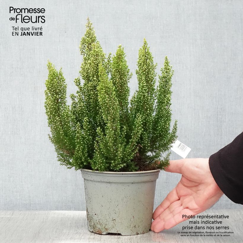 Erica arborea Estrella Gold Vaso da 2L/3L esemplare consegnato in inverno